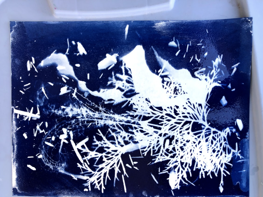 Blue cyanotype print of plants